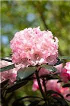  - Rhododendron yakushimanum 'Weiße Wolke'