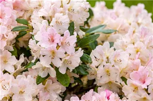  - Rhododendron yakushimanum 'Yaku Queen'