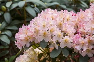  - Rhododendron yakushimanum 'Yaku Queen'