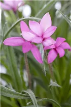 - Rhodohypoxis baurii  - Rhodohypoxis baurii