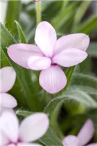 - Rhodohypoxis baurii  - Rhodohypoxis baurii