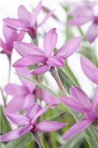 - Rhodohypoxis baurii  - Rhodohypoxis baurii