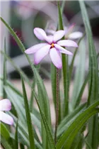 - Rhodohypoxis baurii  - Rhodohypoxis baurii