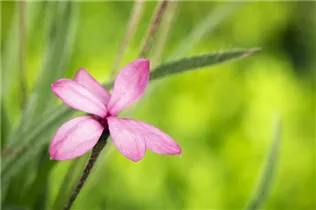 - Rhodohypoxis baurii  - Rhodohypoxis baurii