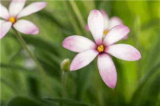 - Rhodohypoxis baurii  - Rhodohypoxis baurii