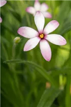 - Rhodohypoxis baurii  - Rhodohypoxis baurii