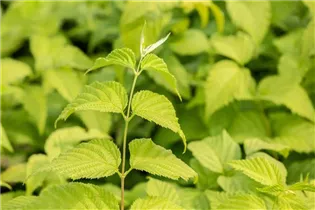  - Rhodotypos scandens