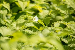  - Rhodotypos scandens