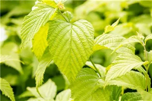  - Rhodotypos scandens