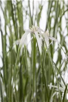 - Rhynchospora colorata 'Sternentänzer™'  - Rhynchospora colorata 'Sternentänzer™'