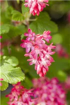 - Ribes sanguineum 'King Edward VII'  - Ribes sanguineum 'King Edward VII'