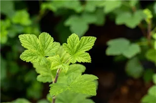 - Ribes sanguineum 'King Edward VII'  - Ribes sanguineum 'King Edward VII'