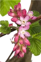 - Ribes sanguineum 'King Edward VII'  - Ribes sanguineum 'King Edward VII'