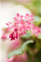 - Ribes sanguineum 'King Edward VII'  - Ribes sanguineum 'King Edward VII'