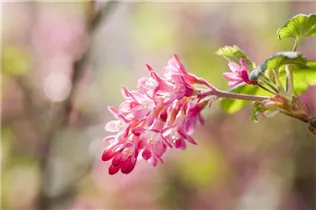 - Ribes sanguineum 'King Edward VII'  - Ribes sanguineum 'King Edward VII'