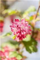 - Ribes sanguineum 'King Edward VII'  - Ribes sanguineum 'King Edward VII'