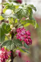  - Ribes sanguineum 'Pulborough Scarlet'