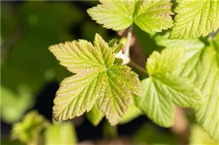 - Ribes sanguineum 'Pulborough Scarlet'