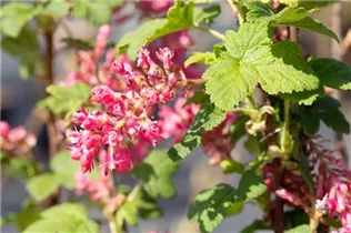  - Ribes sanguineum 'Pulborough Scarlet'