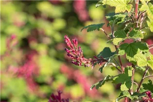  - Ribes sanguineum 'Pulborough Scarlet'