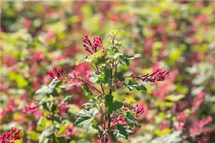  - Ribes sanguineum 'Pulborough Scarlet'