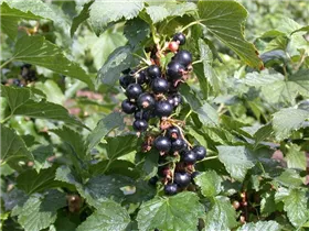  - Ribes nigrum 'Ben Alder'(s)