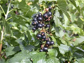  - Ribes nigrum 'Ben Alder'(s)