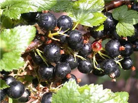  - Ribes nigrum 'Ben Alder'(s)