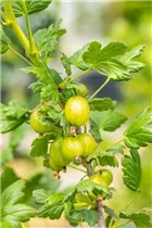  - Ribes uva-crispa 'Hinnonmäki', grün
