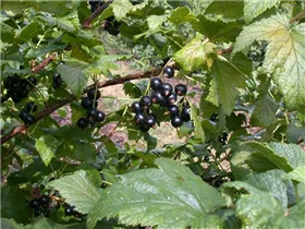  - Ribes nigrum 'Dr. Bauers Ometa'(s)