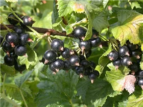  - Ribes nigrum 'Dr. Bauers Ometa'(s)