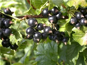  - Ribes nigrum 'Dr. Bauers Ometa'(s)