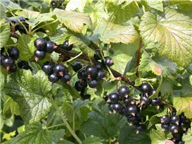 - Ribes nigrum 'Dr. Bauers Ometa'(s)