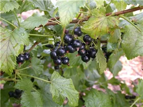  - Ribes nigrum 'Dr. Bauers Ometa'(s)