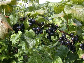 - Ribes nigrum 'Dr. Bauers Ometa'(s)