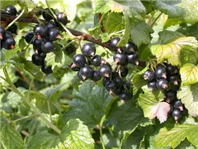  - Ribes nigrum 'Dr. Bauers Ometa'(s)