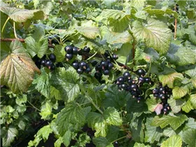  - Ribes nigrum 'Dr. Bauers Ometa'(s)