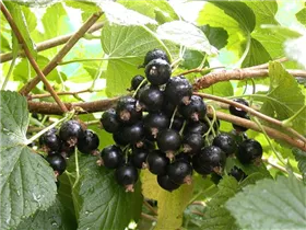  - Ribes nigrum 'Titania'(s)