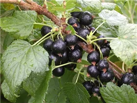  - Ribes nigrum 'Titania'(s)