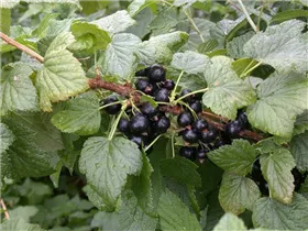  - Ribes nigrum 'Titania'(s)