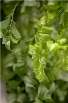 - Robinia pseudoacacia 'Twisty Baby'®  - Robinia pseudoacacia 'Twisty Baby'®