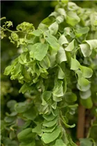 - Robinia pseudoacacia 'Twisty Baby'®  - Robinia pseudoacacia 'Twisty Baby'®