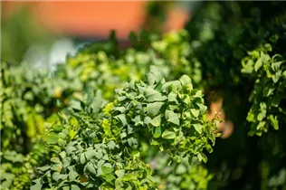 - Robinia pseudoacacia 'Twisty Baby'®  - Robinia pseudoacacia 'Twisty Baby'®