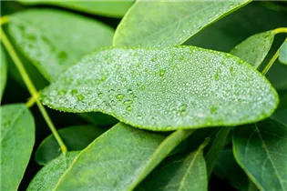  - Robinia pseudoacacia 'Umbraculifera'