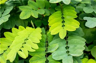  - Robinia pseudoacacia 'Umbraculifera'