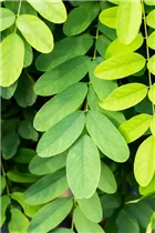  - Robinia pseudoacacia 'Umbraculifera'