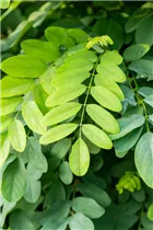  - Robinia pseudoacacia 'Umbraculifera'
