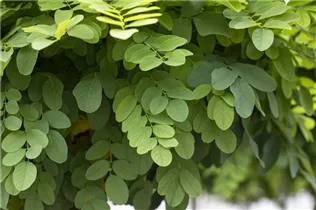  - Robinia pseudoacacia 'Umbraculifera'