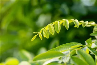  - Robinia pseudoacacia 'Umbraculifera'