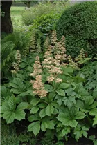  - Rodgersia aesculifolia